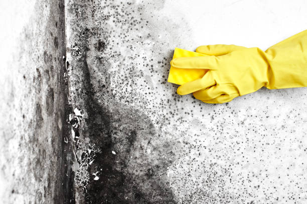 Best Asbestos and Lead Testing During Mold Inspection  in Rogue River, OR