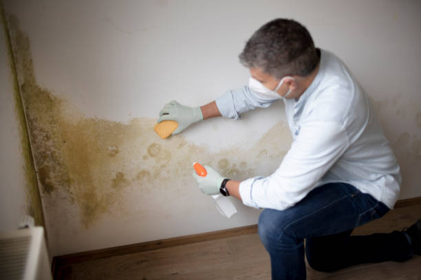 Best Post-Remediation Verification Testing  in Rogue River, OR